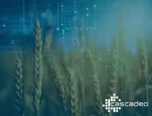 Decorative image of wheat overlaid with tech imagery. 